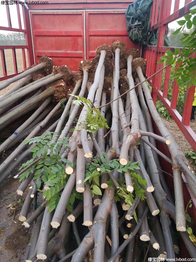栾树种植基地实拍图片