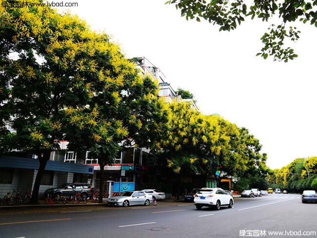 园林绿化栾树效果图片道路实拍