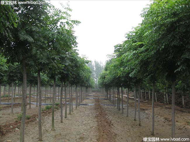 江苏沭阳黄山<a href='https://www.lvbad.com/linmuzhongzi/1710.html' target='_blank'>栾树</a>种植基地