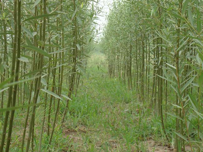 竹柳图片竹柳基地