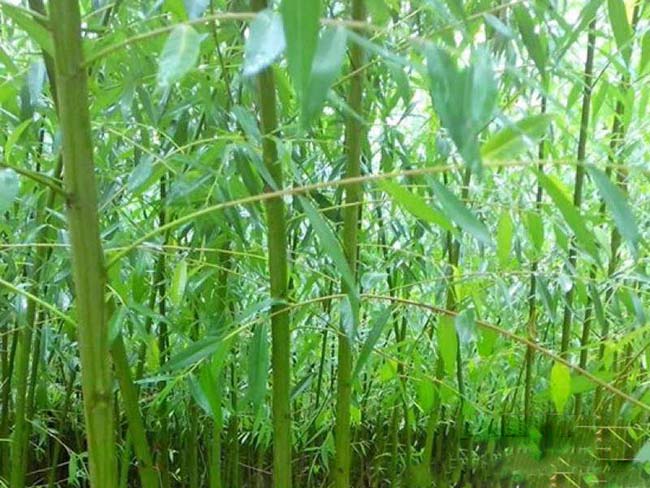 竹柳图片竹柳基地