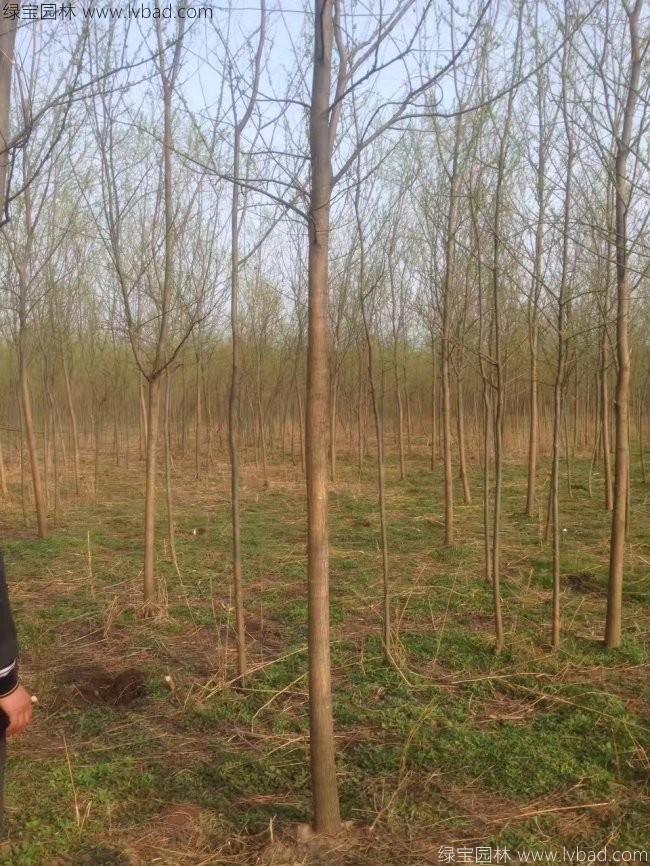 竹柳图片竹柳基地