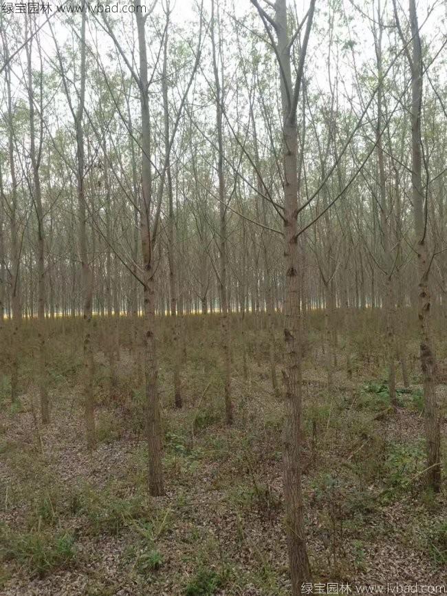 竹柳图片竹柳基地