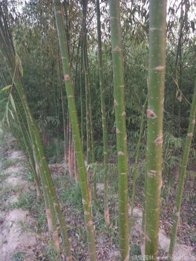 杨柳图片