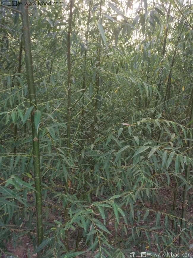 杨柳图片