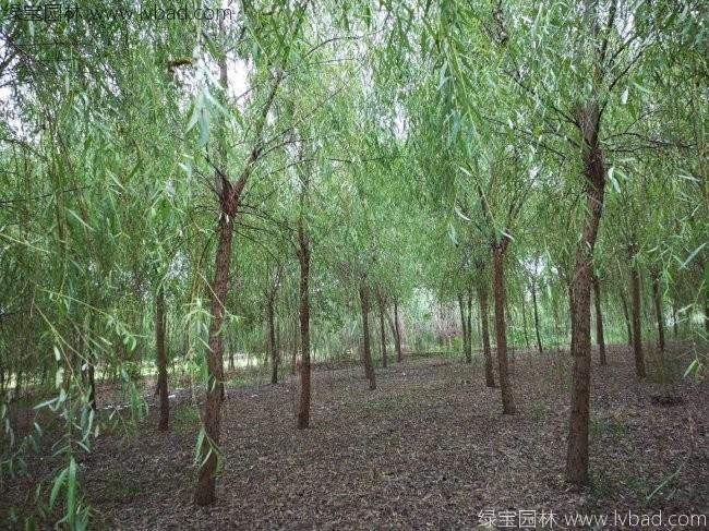 杨柳图片