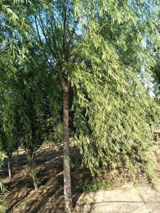 杨柳图片