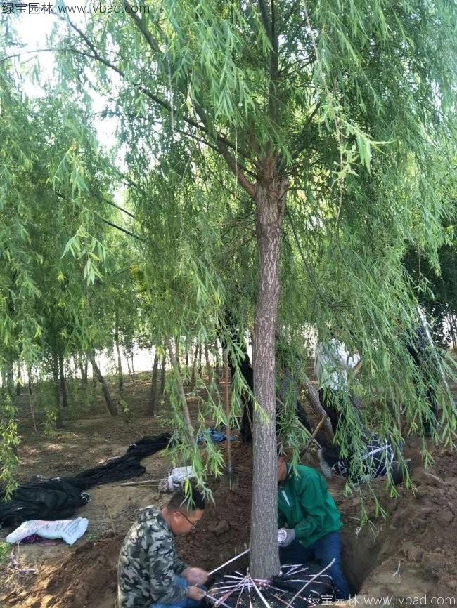 杨柳图片