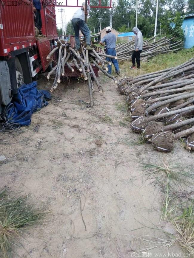 杨柳图片