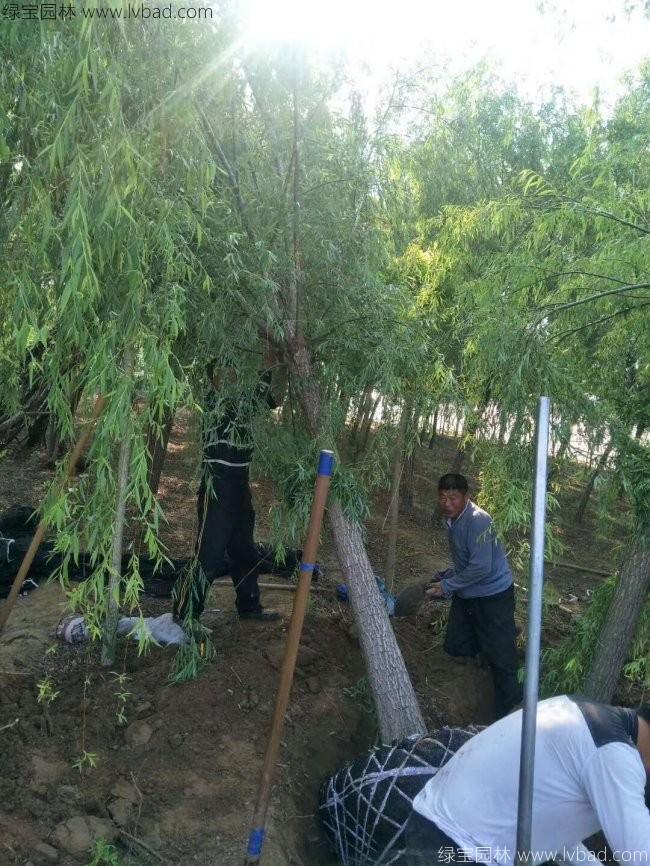 杨柳图片
