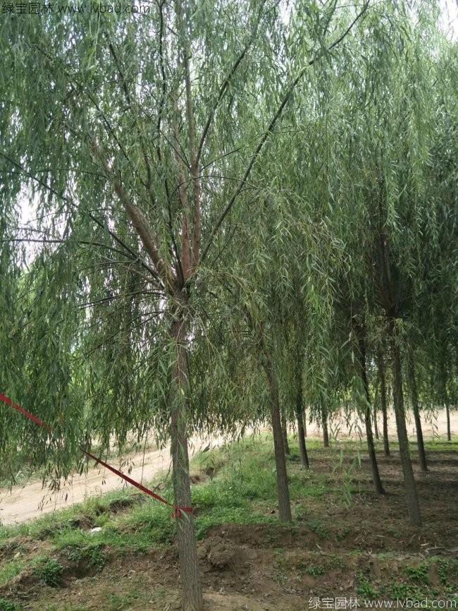 青皮垂柳图片
