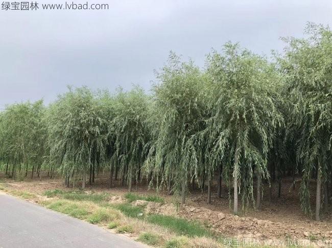 青皮垂柳图片