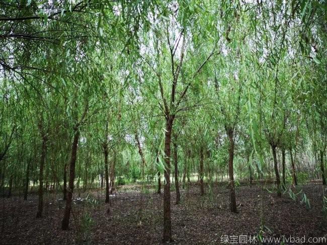 青皮垂柳图片