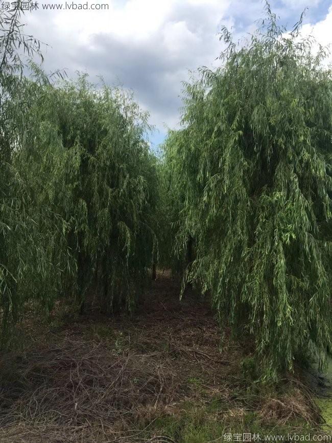 青皮垂柳图片