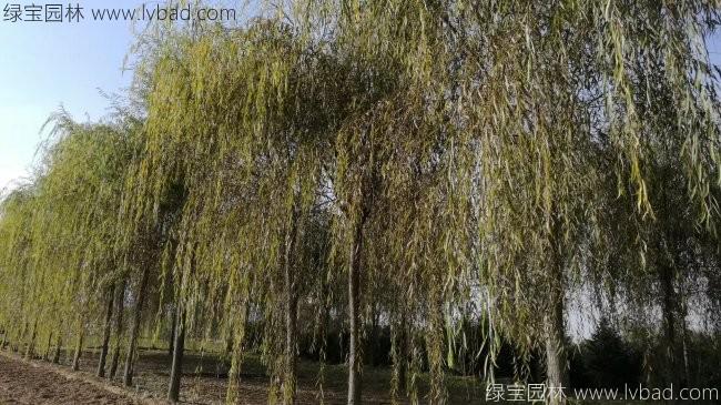 青皮垂柳图片
