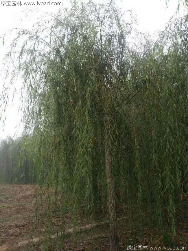青皮垂柳图片