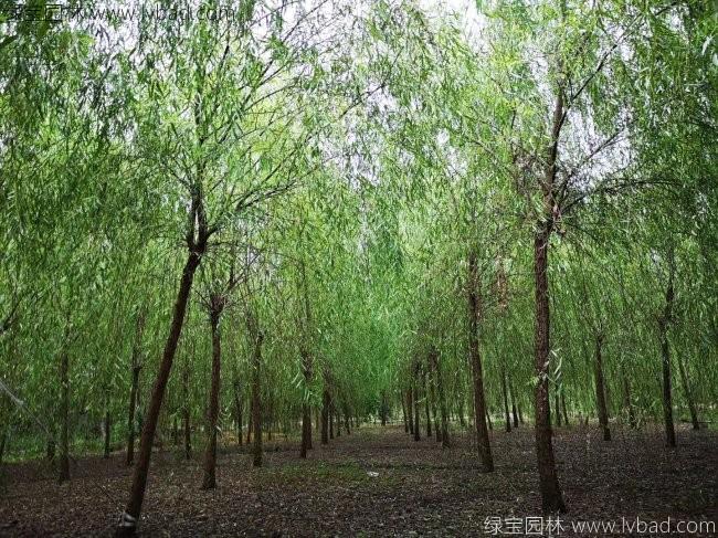 青皮垂柳图片