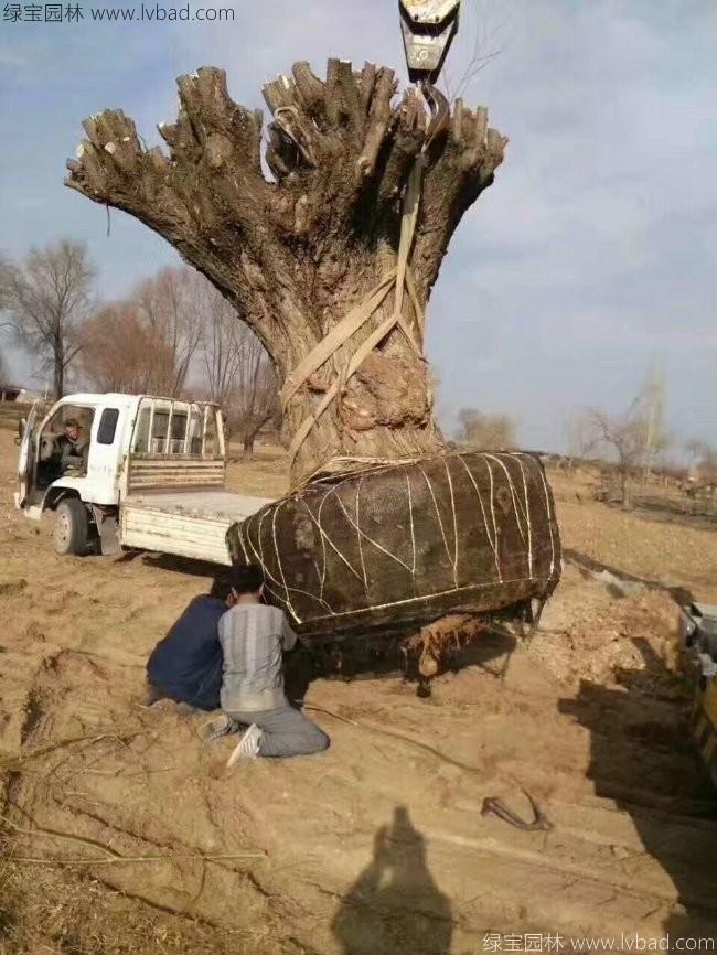 柳树图片苗圃种植基地