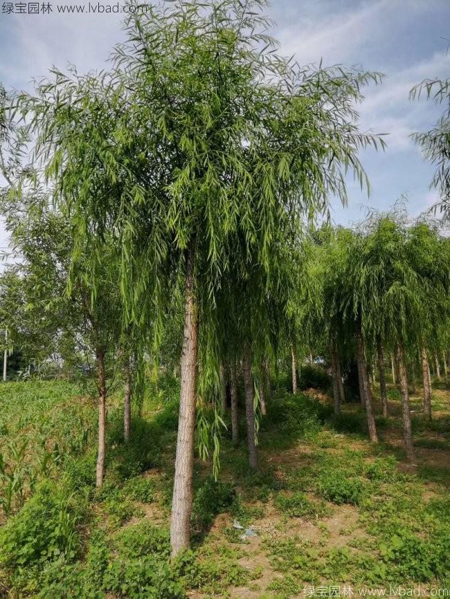 柳树图片苗圃种植基地