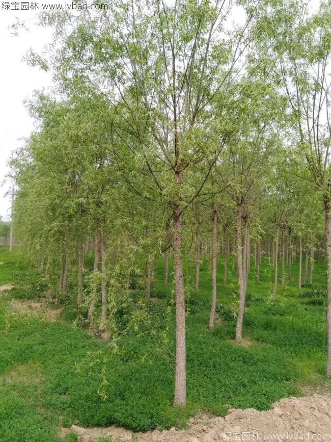 柳树图片苗圃种植基地