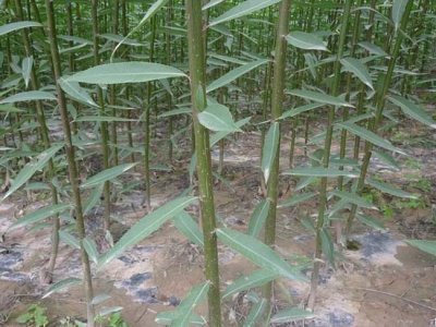 柳树