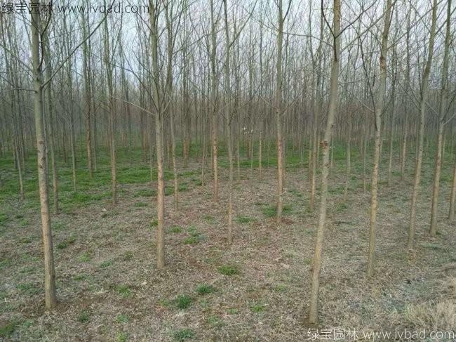 柳树图片苗圃种植基地
