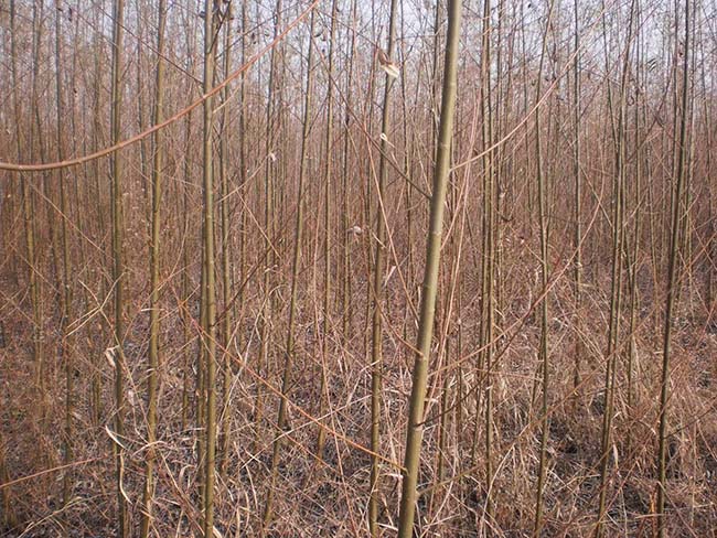 柳树图片苗圃种植基地