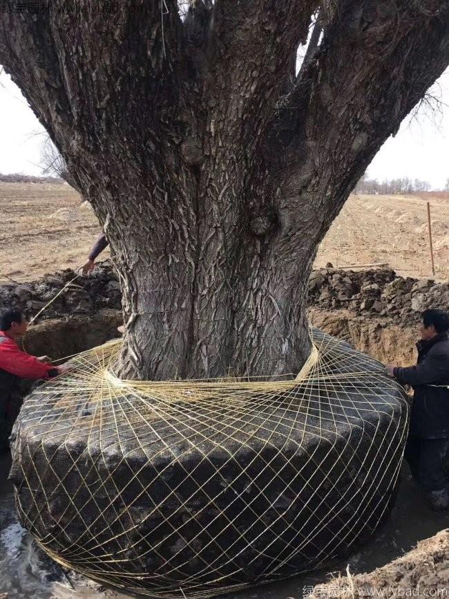 柳树图片苗圃种植基地