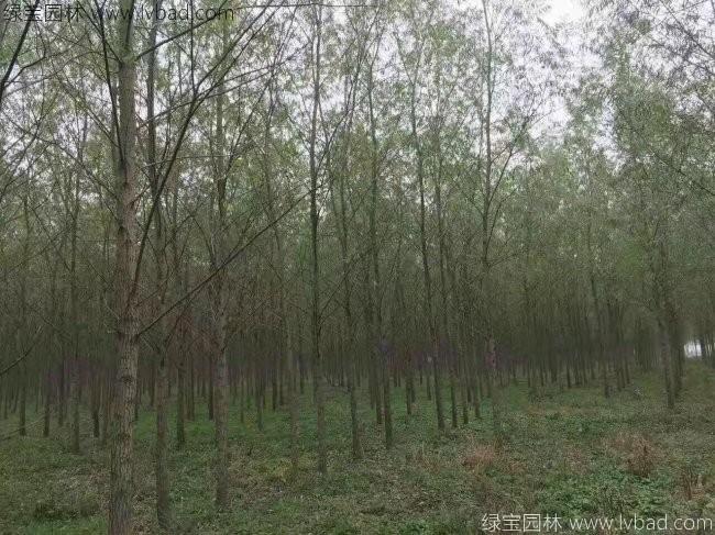 旱柳图片