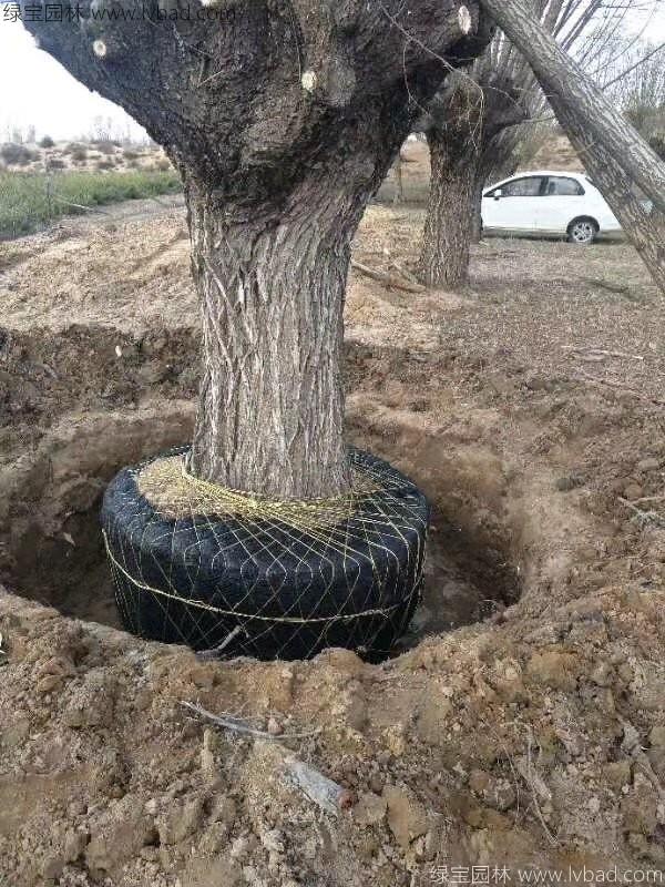 旱柳图片
