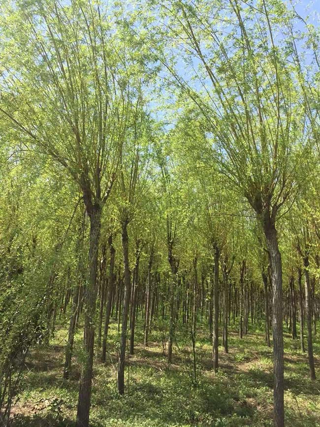 黄金柳