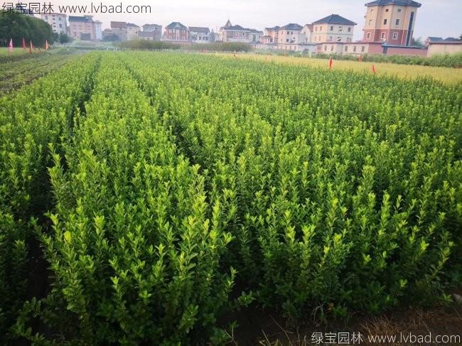 大叶黄杨苗
