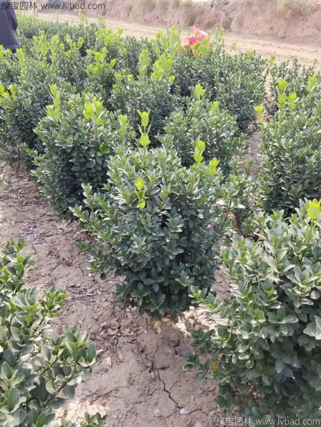 大叶黄杨毛球冠幅70-80-90公分