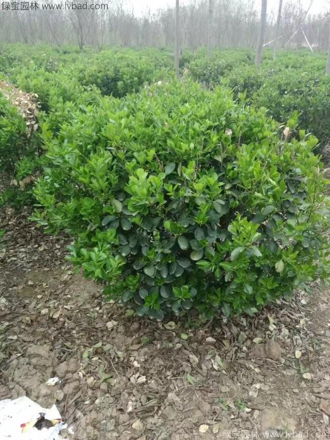 大叶黄杨球精品冠幅100-120-150-180-200公分