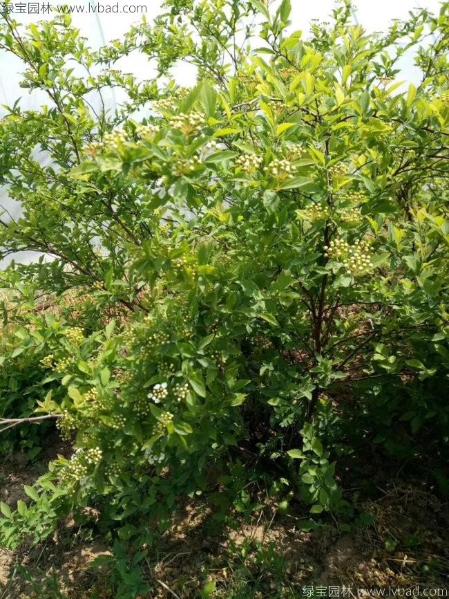 丛生海棠海棠球