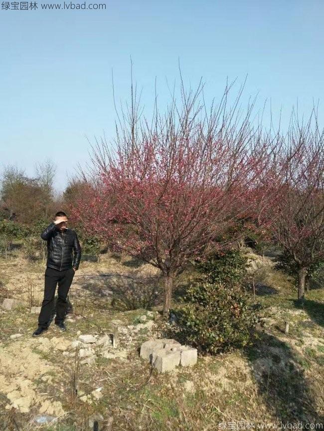 红梅花红梅树苗木植物