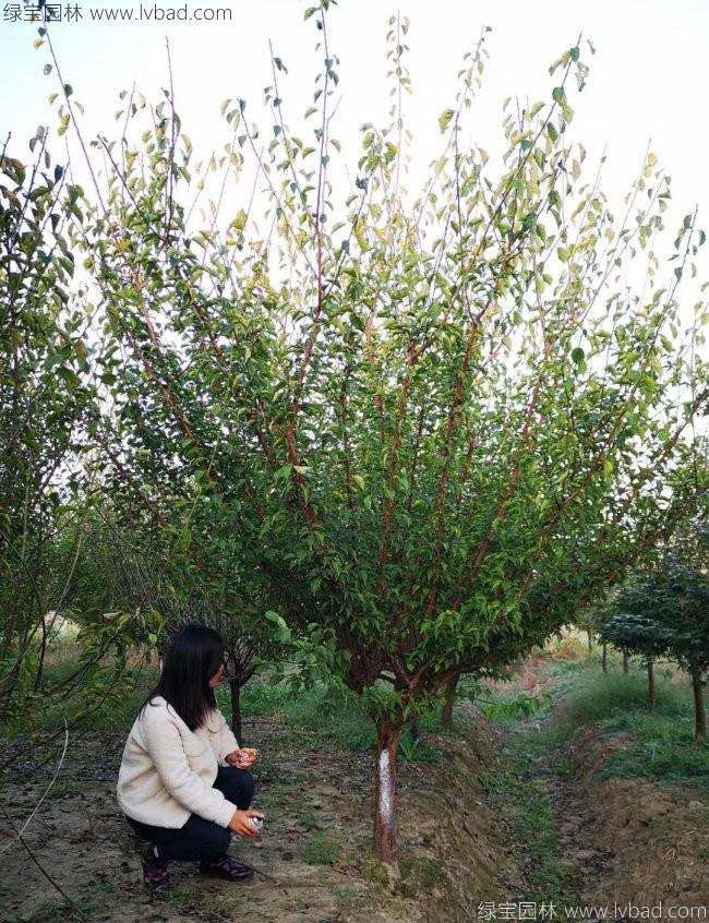 红梅花红梅树苗木植物