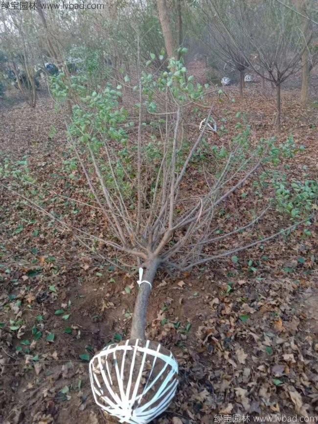 红梅花红梅树苗木植物