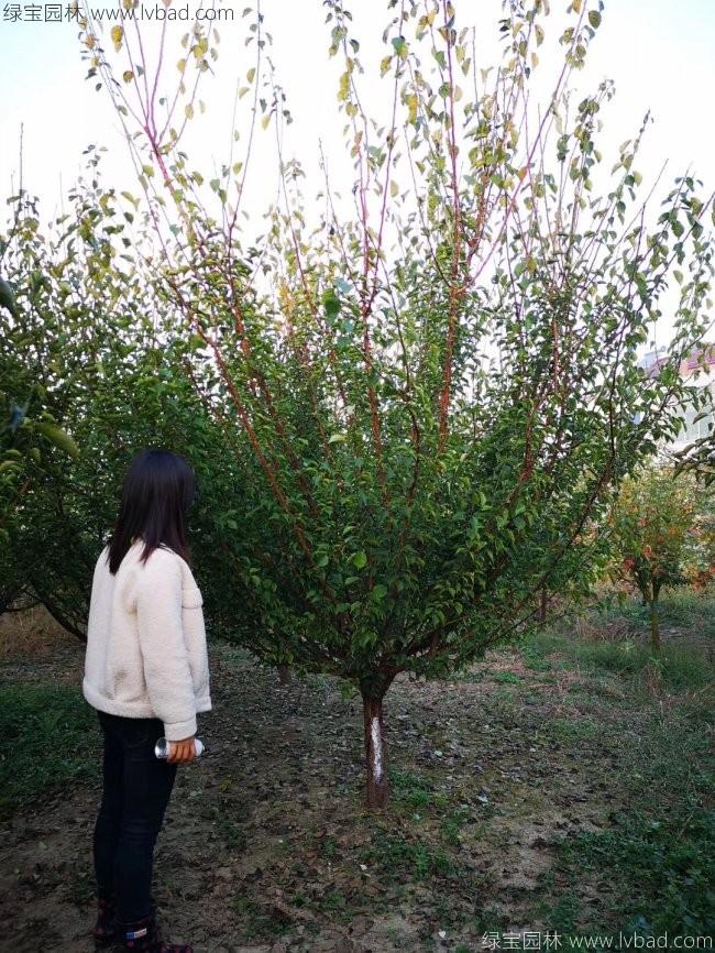 红梅花红梅树苗木植物