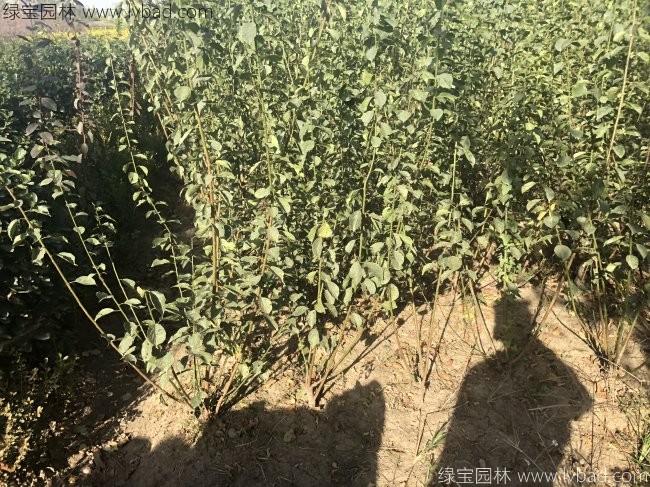 红梅苗丛生红梅树