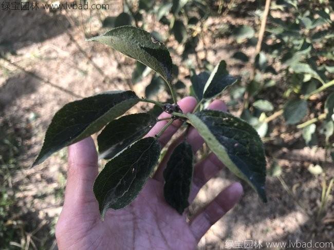 红梅苗丛生红梅树