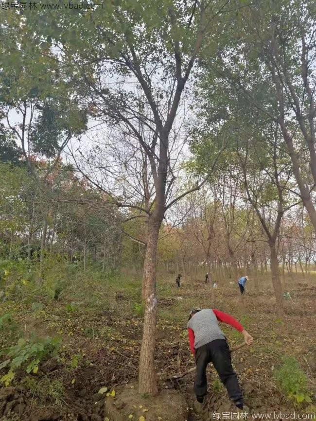 乌桕树苗木