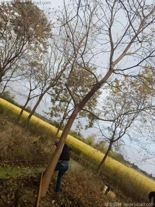 乌桕树苗木