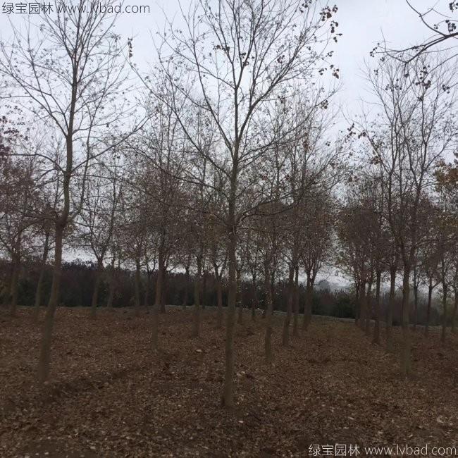 乌桕树苗木