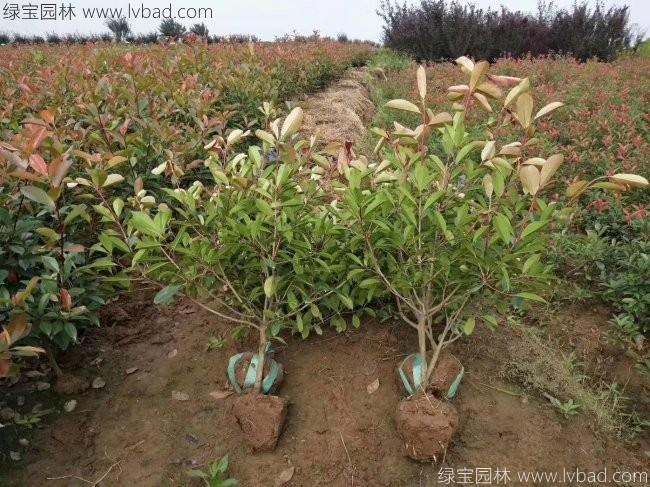 红叶石楠球