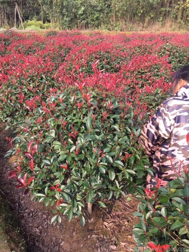 红叶石楠球