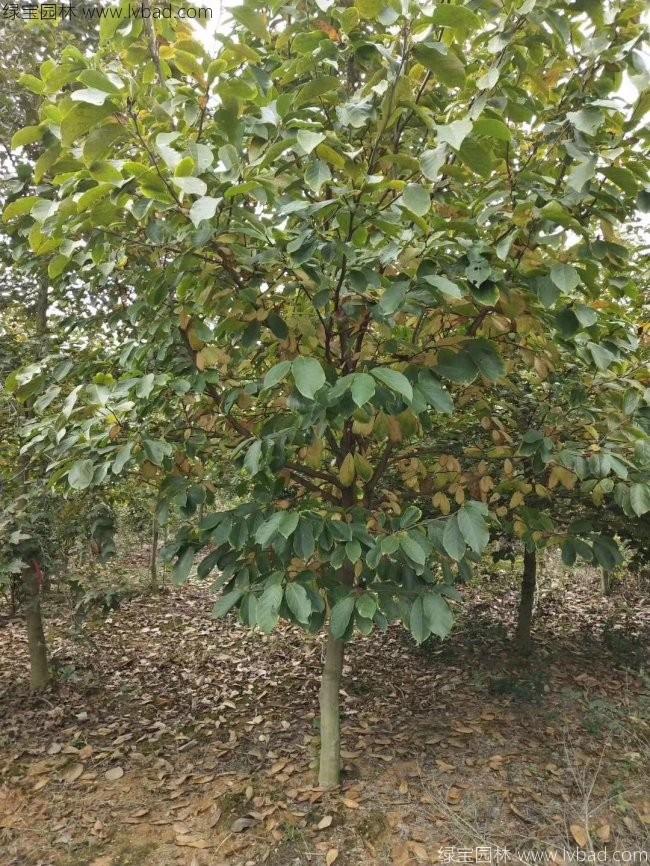 紫玉兰