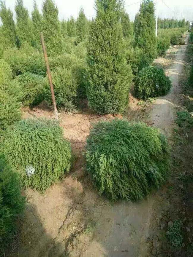 蜀桧球
