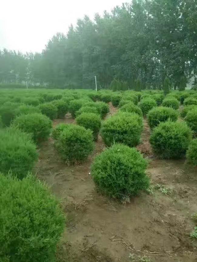 蜀桧球