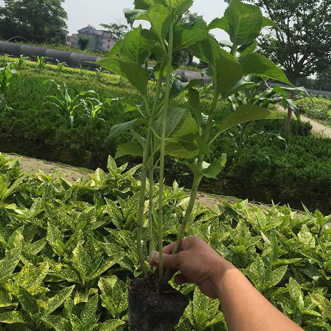 绣球花
